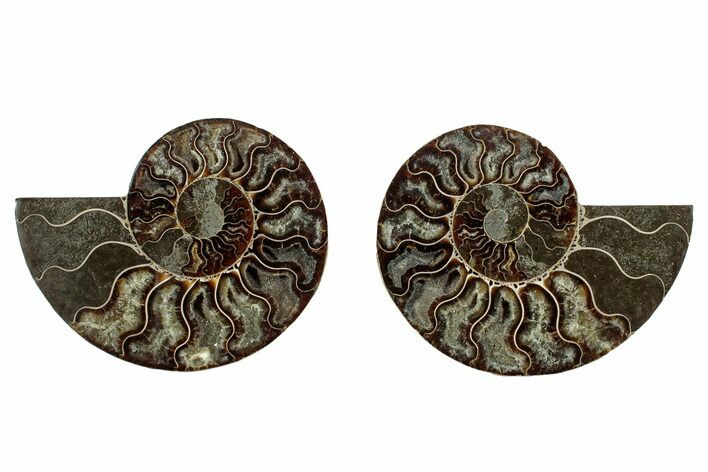 Cut & Polished, Agatized Ammonite Fossil - Madagascar #344474